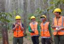 Perum Perhutani Serap 61 Ribu Tenaga Kerja Penyadap Getah Pohon Pinus di Beberapa Wilayah, Apa Saja?