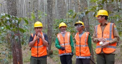 Perum Perhutani Serap 61 Ribu Tenaga Kerja Penyadap Getah Pohon Pinus di Beberapa Wilayah, Apa Saja?
